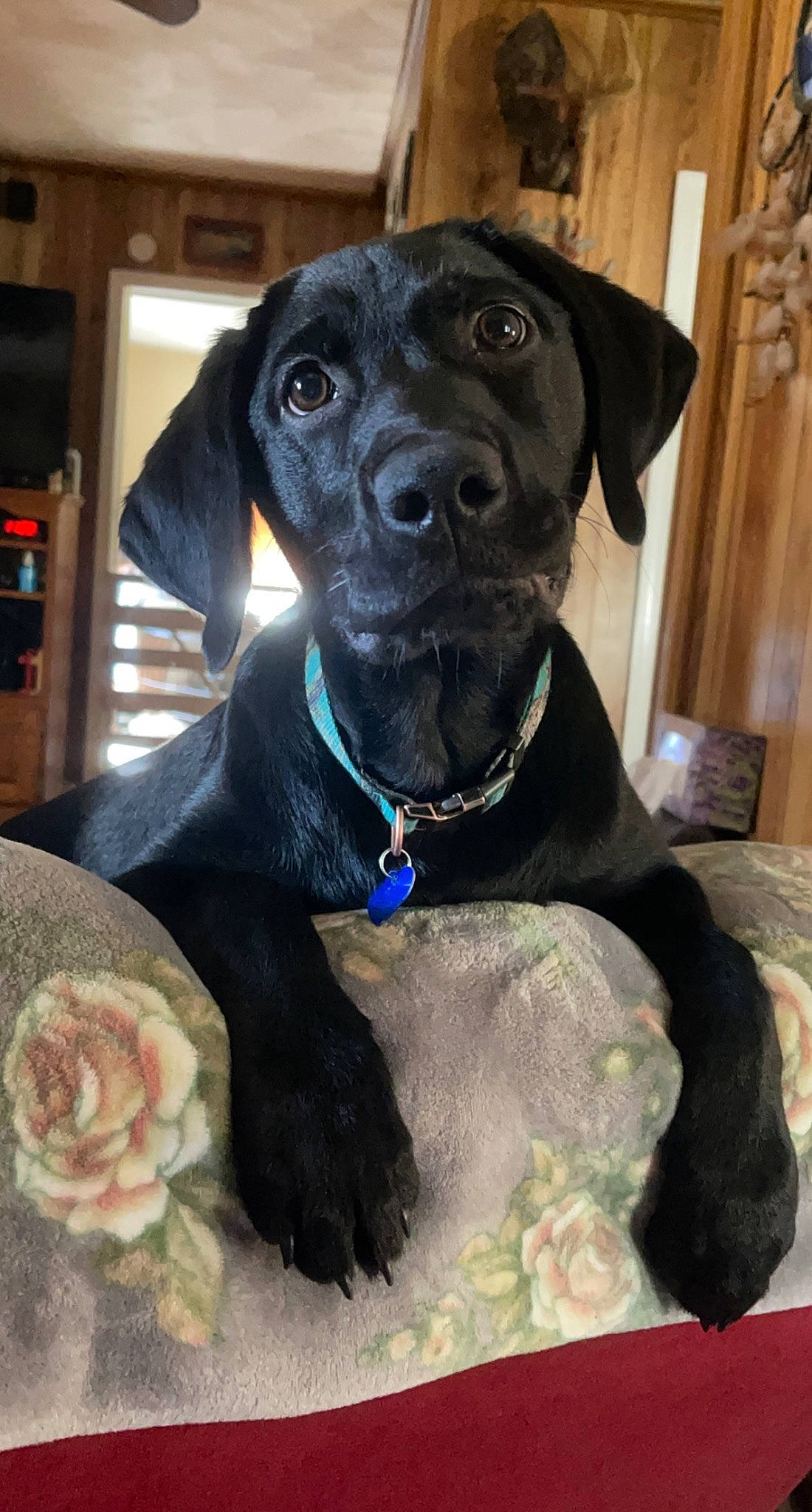 Max joined the competition — help win amazing prizes! borador, canidae, carnivore, collar, companion_dog, dog, dog_breed, dog_collar, electric_blue, fawn, flower, fur, gun_dog, hat, liver, pet_supply, snout, sporting_group, whiskers, working_animal