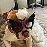 animal, bat_wings, blanket, brown_and_white, costume, cute, desk, dog, floor, glasses, home, indoor, office_chair, pet, pink_bow, playful, portrait, resting, rhinestones, rug
