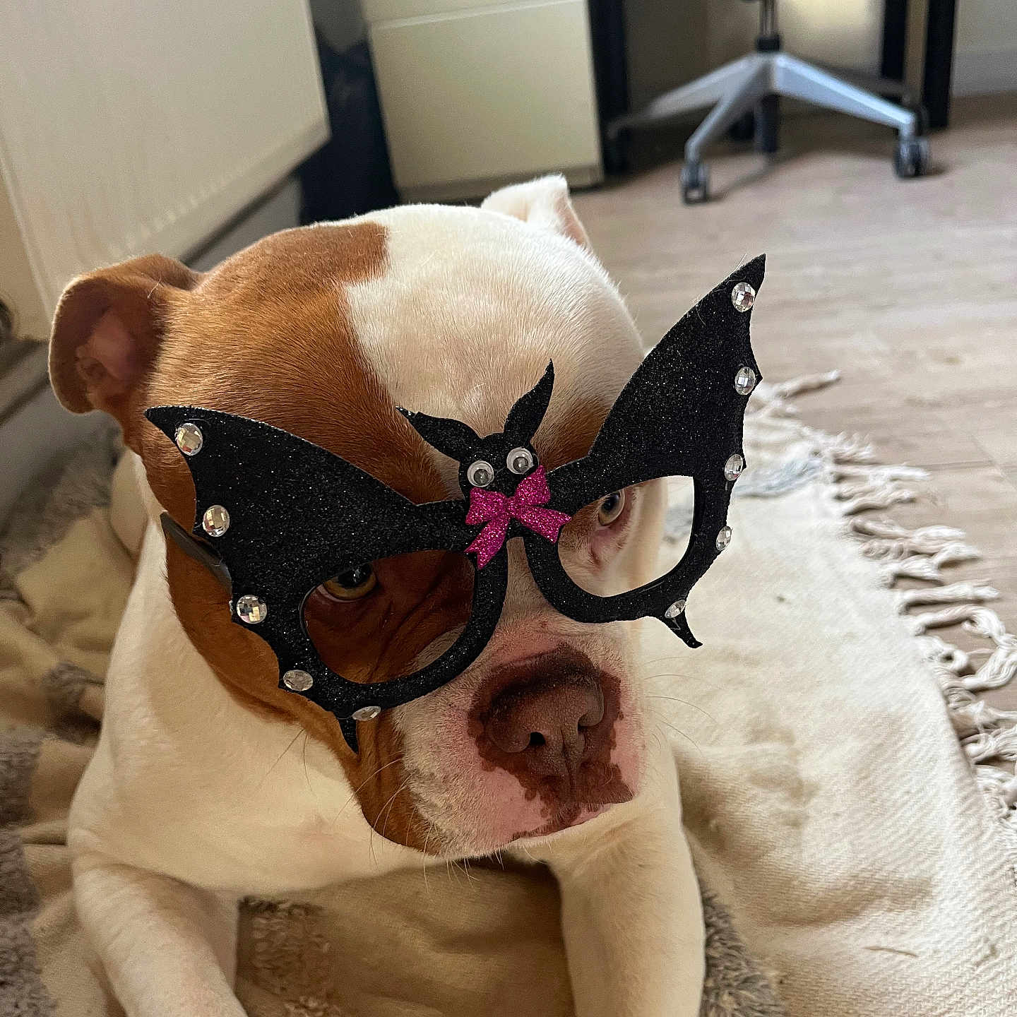 Teos participe au concours pour gagner de l'argent avec cette photo : animal, bat_wings, blanket, brown_and_white, costume, cute, desk, dog, floor, glasses, home, indoor, office_chair, pet, pink_bow, playful, portrait, resting, rhinestones, rug