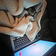 Bones joined the competition — help win amazing prizes! cat, blanket, laptop, keyboard, screen, goldfish, animal, pet, cozy, technology, indoor, soft, warm, fur, computer, relaxing, couch, snuggling, home, cute