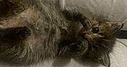 Bones is registered to the contest to win money with this photo: kitten, cat, furry, pet, cute, lying_down, sleepy, paws, whiskers, eyes, indoor, closeup, soft_light, fur, animal, resting, small, adorable, texture, cozy