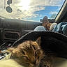 Bones joined the competition — help win amazing prizes! kitten, sleeping, blanket, car_interior, dashboard, jeans, boots, sky, clouds, sunlight, relaxation, road_trip, pet, cozy, animal, furry, resting, comfort, vehicle, window