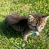 kitten, cat, pet, animal, grass, outdoor, sunlight, collar, bell, young, fur, cute, nature, small, curious, mammal, daylight, whiskers, ears, playful