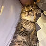 Bones is registered to the contest to win money with this photo: kitten, sleeping, bed, blanket, person, arm, cozy, furry, tabby, cute, indoor, resting, comfort, pet, animal, young, fur, napping, soft, domestic