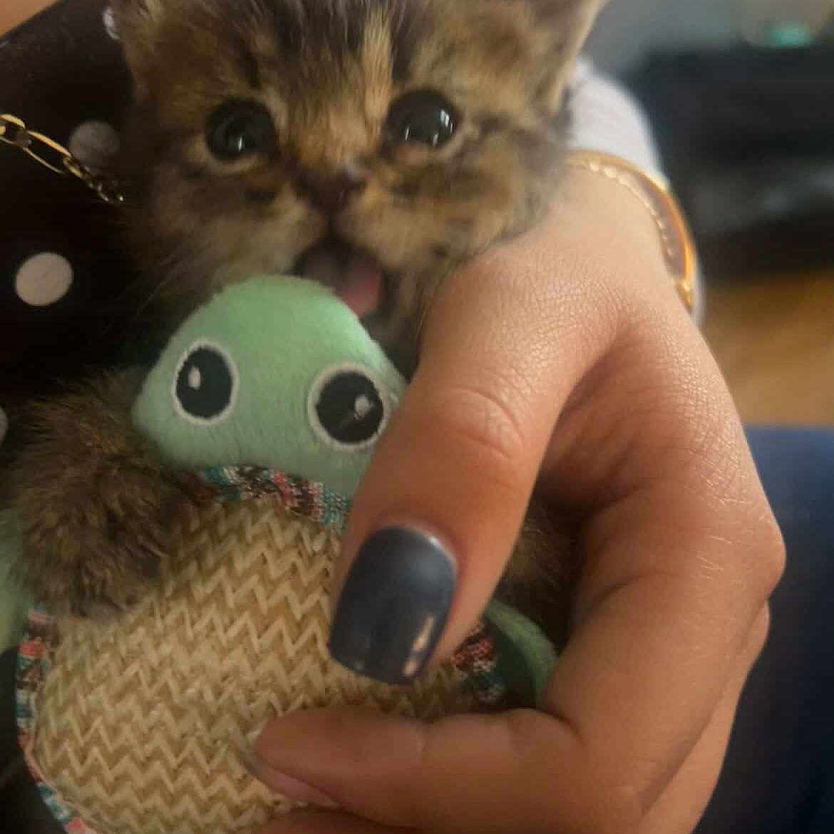 Bones is registered to the contest to win money with this photo: kitten, cat, toy, stuffed_animal, hand, nail_polish, cute, pet, furry, small, animal, playful, indoor, closeup, holding, brown, green, eyes, fingers, person