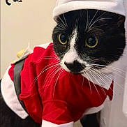 Milo a rejoint le concours — aidez-le/la à gagner de superbes lots ! cat, tuxedo_cat, santa_costume, christmas, holiday, festive, pet, animal, whiskers, green_eyes, black_and_white, red_clothing,  santa_hat, portrait, indoors, wall, floor, decoration, sitting, funny