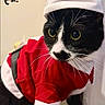 cat, tuxedo_cat, santa_costume, christmas, holiday, festive, pet, animal, whiskers, green_eyes, black_and_white, red_clothing,  santa_hat, portrait, indoors, wall, floor, decoration, sitting, funny