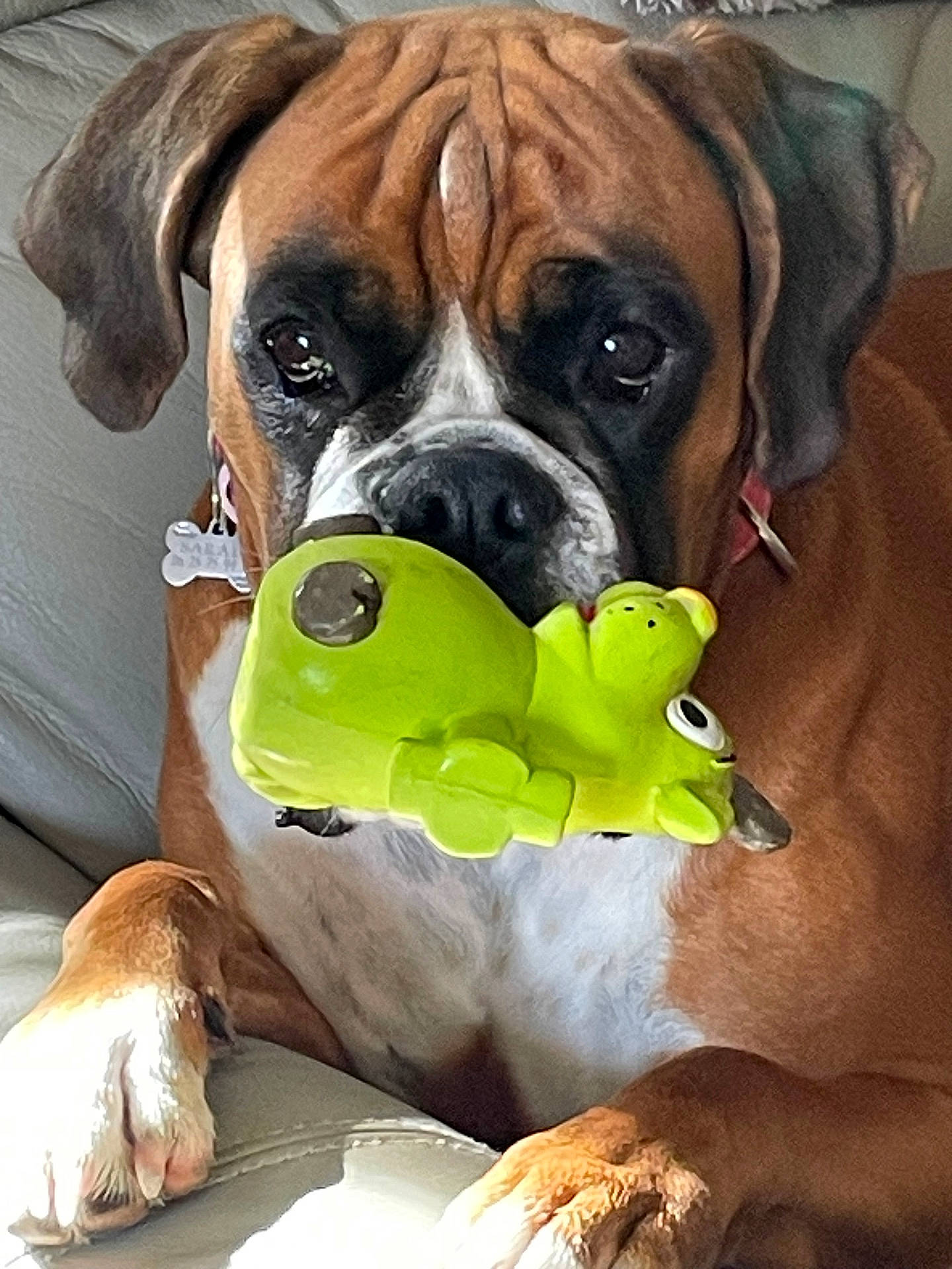 Sarabi a rejoint le concours — aidez-le/la à gagner de superbes lots ! animal, ball, boxer, bulldog, canine, couch, dog, furniture, head, hound, person, pet, pitbull, puppy, sleeping, snout, sport, tennis, tennisball, toy