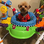 Yorkies Yoda joined the competition — help win amazing prizes! baby_activity_seat, carpet, collar, colorful, cute, dog, exersaucer, fabric_seat, home, indoor, looking_at_camera, pet, plastic, portrait, puppy, sitting, small_dog, tag, toys, yorkshire_terrier