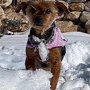 Betty is registered to the contest to win money with this photo: dog, small_dog, pet, snow, snow_on_face, stone_wall, winter, coat, collar, fur, ears, muzzle, sitting, outdoors, daytime, cute, portrait, front_view, paws, cold