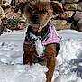 dog, small_dog, pet, snow, snow_on_face, stone_wall, winter, coat, collar, fur, ears, muzzle, sitting, outdoors, daytime, cute, portrait, front_view, paws, cold
