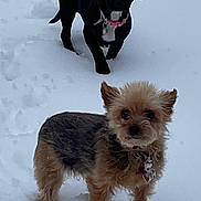 Angel is registered to the contest to win money with this photo: dog, dogs, snow, outdoor, pet, small_dog, black_dog, tan_dog, winter, playing, fur, collar, paws, walking, portrait, two_dogs, friendly, backyard, snowy_ground, animal
