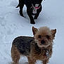 dog, dogs, snow, outdoor, pet, small_dog, black_dog, tan_dog, winter, playing, fur, collar, paws, walking, portrait, two_dogs, friendly, backyard, snowy_ground, animal