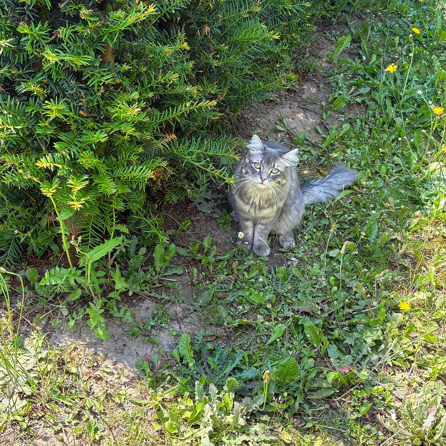 Filou a rejoint le concours — aidez-le/la à gagner de superbes lots ! animal, bush, cat, curious, daylight, feline, fur, garden, grass, gray_cat, greenery, nature, outdoor, pet, plants, sitting, sunlight, tail, whiskers, wildflowers