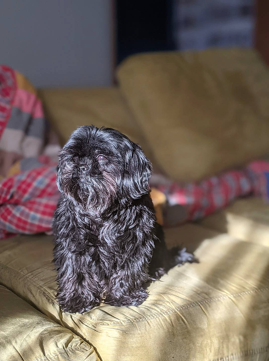 Tina Crumpet joined the competition — help win amazing prizes! canidae, carnivore, comfort, companion_dog, dog, dog_breed, dog_collar, dog_supply, fawn, fur, grey, linens, liver, pet_supply, snout, sporting_group, tartan, terrier, toy_dog, whiskers