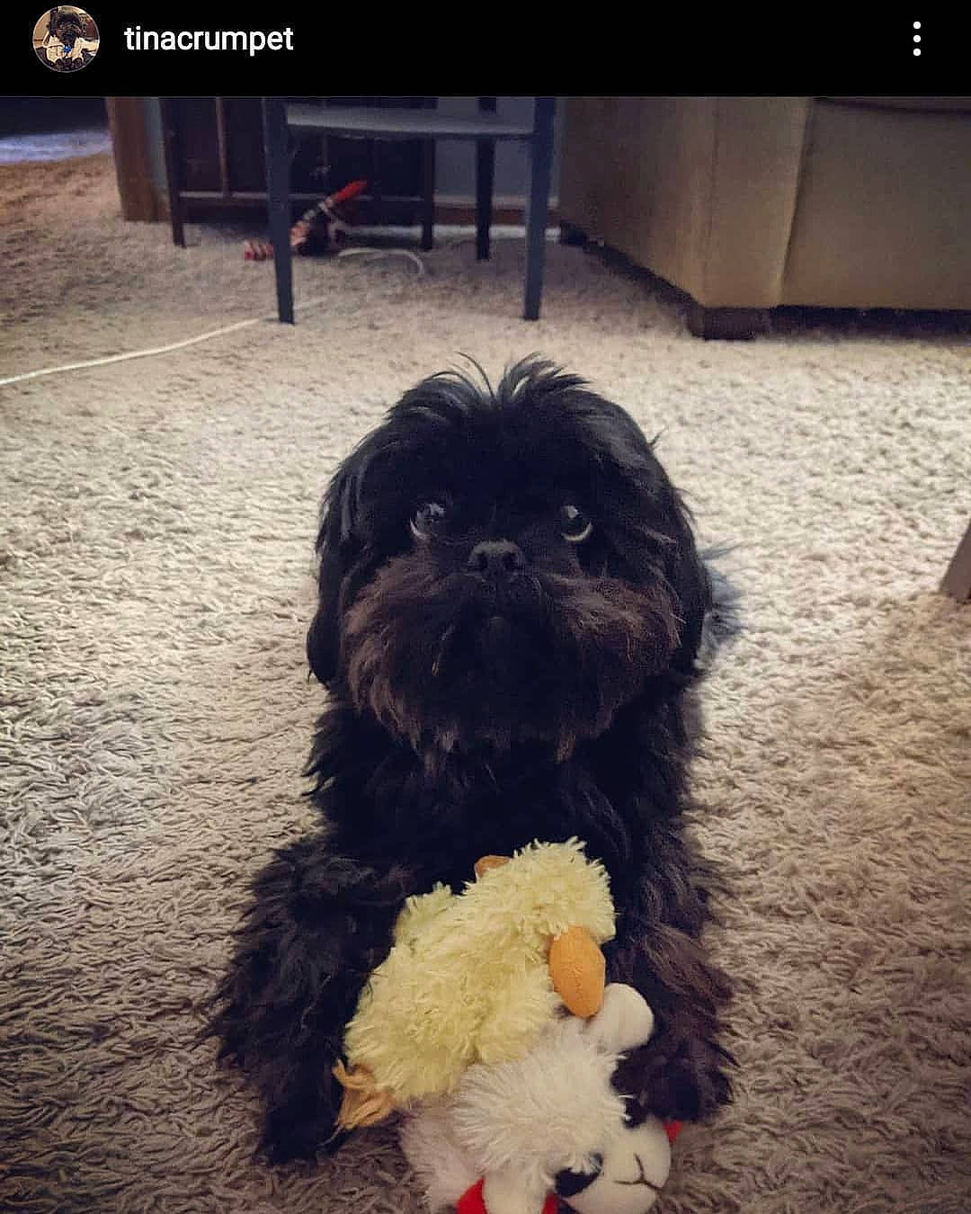 Tina Crumpet joined the competition — help win amazing prizes! canidae, carnivore, cockapoo, companion_dog, dog, dog_breed, flooring, fur, liver, puppy_love, small_terrier, snapshot, snout, sporting_group, square, tail, terrier, toy_dog, water_dog, working_animal