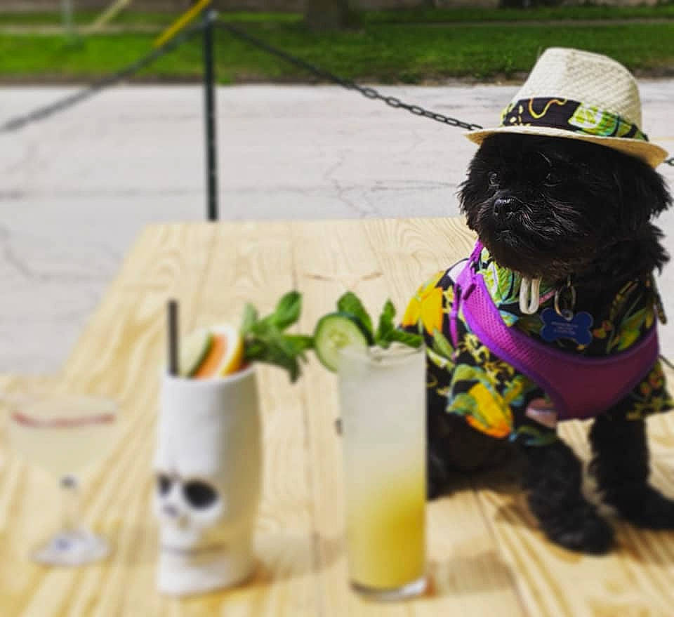 Tina Crumpet joined the competition — help win amazing prizes! carnivore, collar, companion_dog, cup, dog, dog_breed, dog_collar, dog_supply, drinkware, fawn, hat, party_hat, pet_supply, plant, serveware, sunglasses, tableware, toy, working_animal, yellow