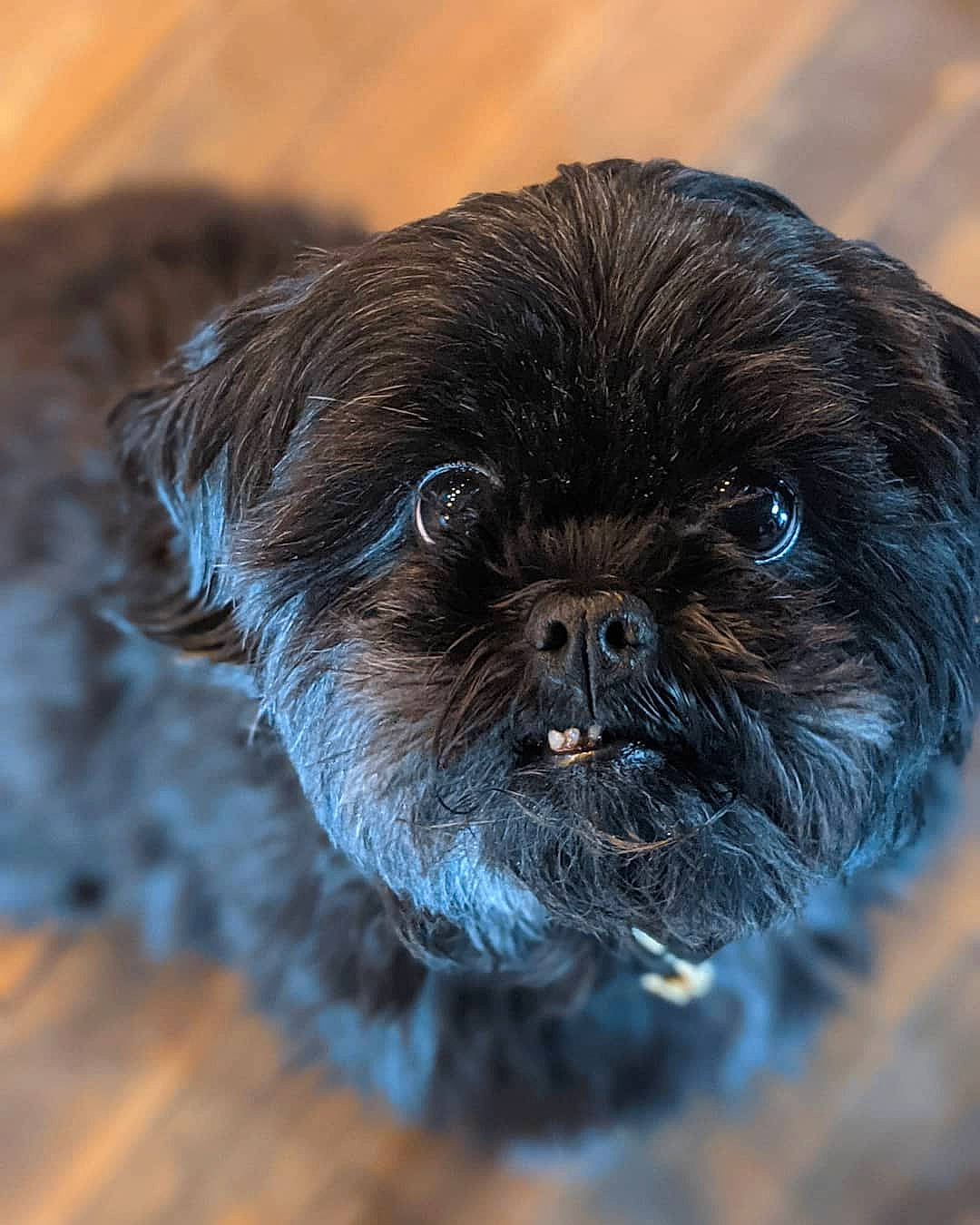 Tina Crumpet is registered to the contest to win money with this photo: canidae, carnivore, companion_dog, dog, dog_breed, eye, fawn, fur, hardwood, liver, non_sporting_group, snout, sporting_group, terrestrial_animal, toy_dog, whiskers, wildlife, wood, working_animal, wrinkle