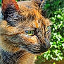 cat, tortoiseshell, close_up, green_eyes, fur, whiskers, outdoor, nature, leafy_background, profile, animal, pet, mammal, daylight, sunlight, focused, portrait, wildlife, cute, feline