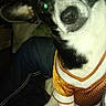 Sassy is registered to the contest to win money with this photo: animal, black_and_white, closeup, clothing, companion, curious, cute, dog, domestic, face, flash, friendly, green_eyes, human_lap, indoor, jeans, jersey, pet, portrait, sitting