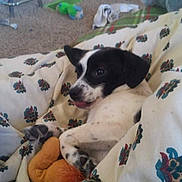 Sassy joined the competition — help win amazing prizes! animal, black_and_white, blanket, carpet, cozy, cute, dog, face, fur, home, indoor, paw, pet, plush_toy, puppy, relaxed, resting, small, snuggling, young
