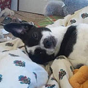 Sassy is registered to the contest to win money with this photo: dog, black_and_white, blanket, floral_pattern, indoor, carpet, laundry_basket, toy, relaxed, pet, lying_down, home, cozy, fur, animal, domestic, cute, resting, comfort, casual