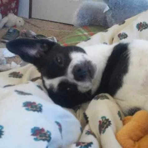 Sassy is registered to the contest to win money with this photo: dog, black_and_white, blanket, floral_pattern, indoor, carpet, laundry_basket, toy, relaxed, pet, lying_down, home, cozy, fur, animal, domestic, cute, resting, comfort, casual