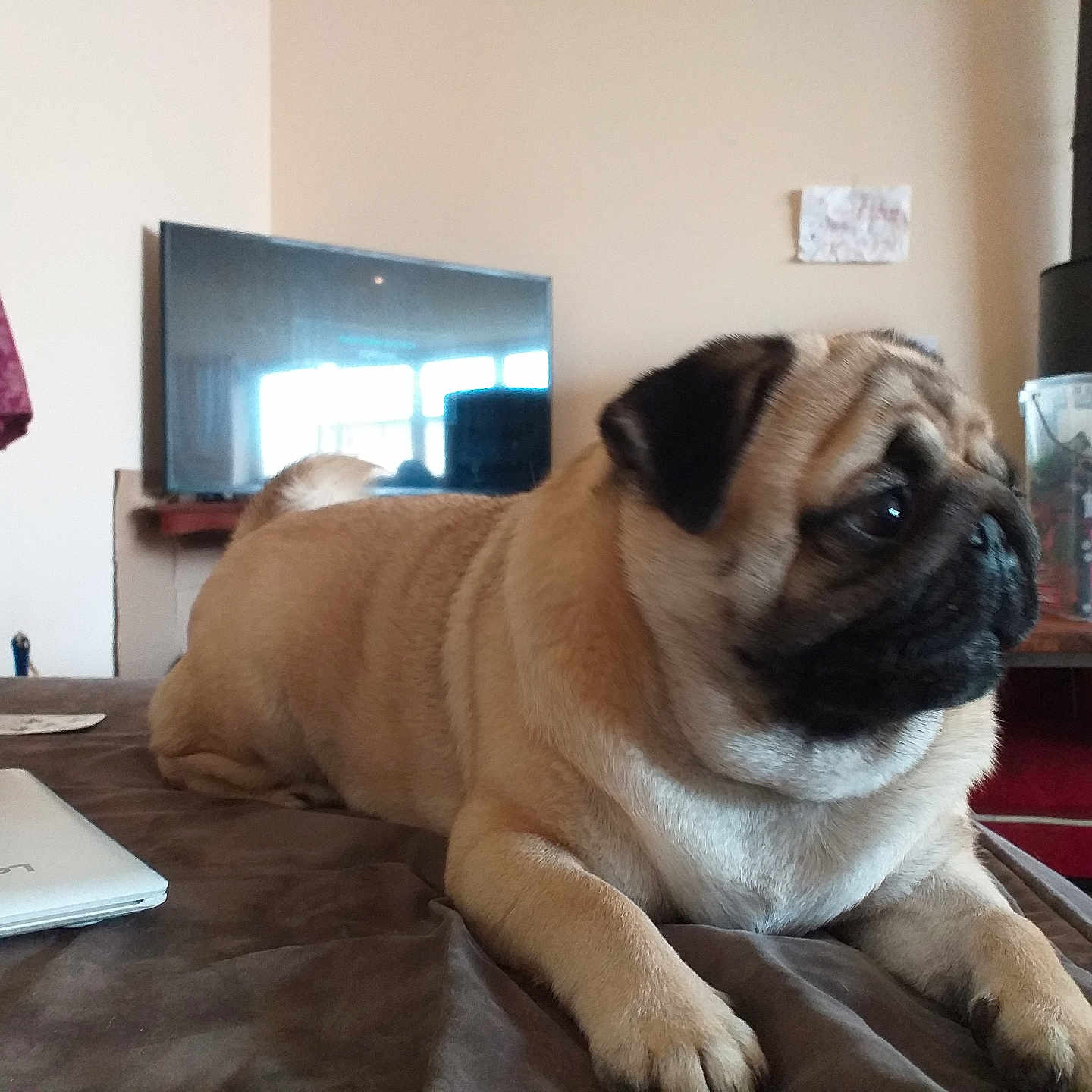 Citrouille a rejoint le concours — aidez-le/la à gagner de superbes lots ! dog, pug, bed, laptop, television, toy, curtain, room, furniture, reflection, wall, plastic_container, household, pet, indoor, relaxed, brown, black, fur, domestic