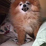 Shadow is registered to the contest to win money with this photo: