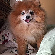 Shadow joined the competition — help win amazing prizes!