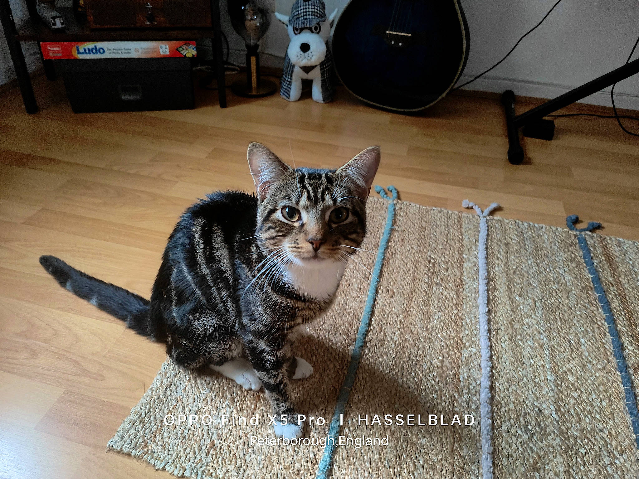 Lucky joined the competition — help win amazing prizes! audio_equipment, carnivore, cat, comfort, domestic_short_haired_cat, felidae, floor, flooring, fur, grey, hardwood, laminate_flooring, paw, small_to_medium_sized_cats, studio_monitor, tail, terrestrial_animal, whiskers, wood, wood_flooring