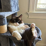 Blu is registered to the contest to win money with this photo: cat, fluffy, relaxed, cat_tree, hammock, indoor, window, sunlight, fur, paws, pet, cozy, calm, animal, domestic, whiskers, ears, soft, sitting, home