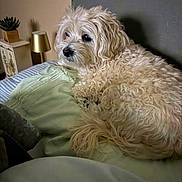 Ziggy joined the competition — help win amazing prizes! dog, bed, bedding, lamp, plant, indoor, furniture, cozy, resting, curly_fur, pet, animal, side_view, home, blanket, sleepy, fur, comfort, relaxing, pillow