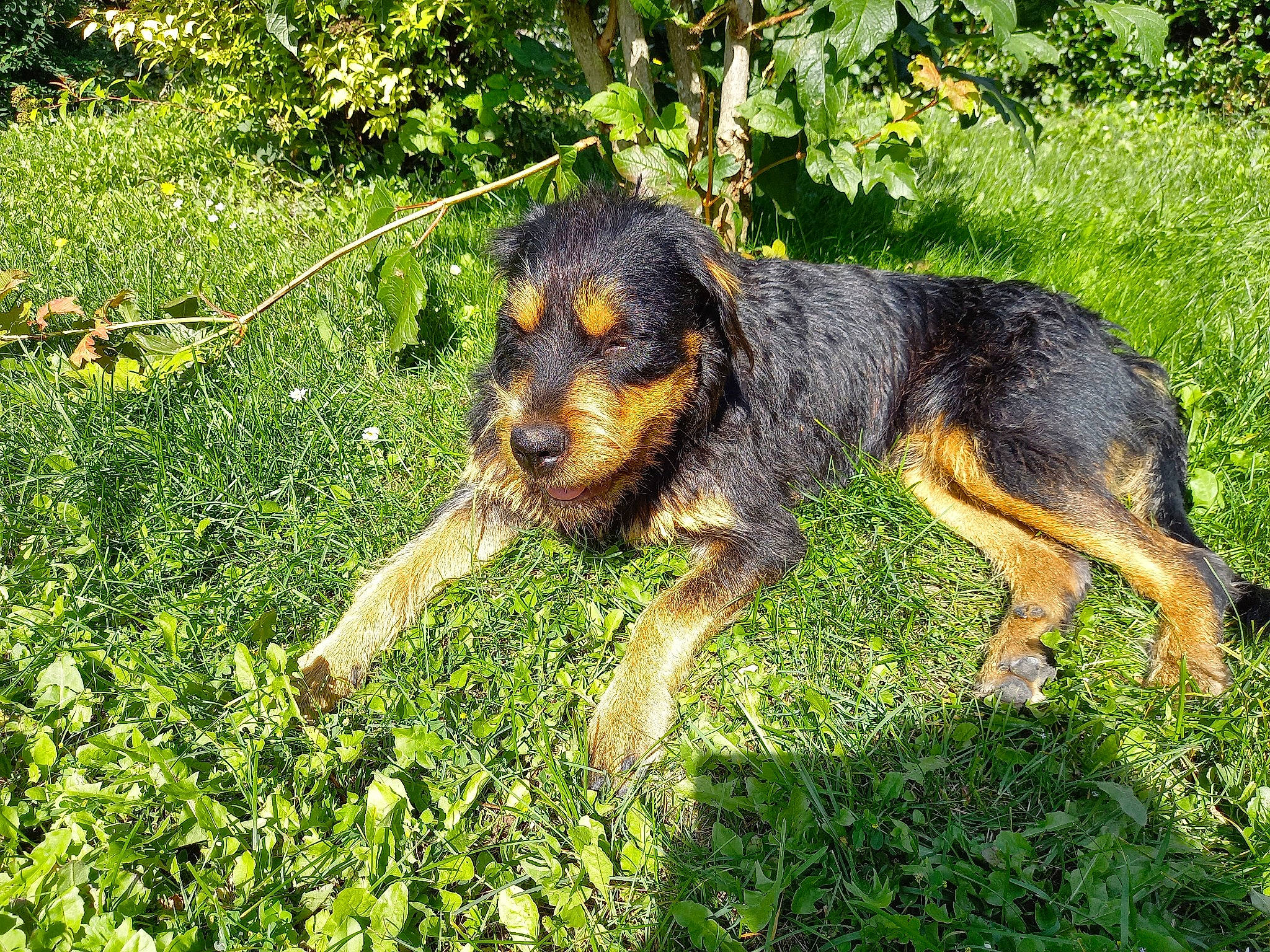 Risette a rejoint le concours — aidez-le/la à gagner de superbes lots ! art, canidae, carlin_pinscher, carnivore, companion_dog, dog, dog_breed, fawn, grass, groundcover, guard_dog, hunting_dog, people_in_nature, plant, shrub, snout, sporting_group, terrestrial_animal, working_dog