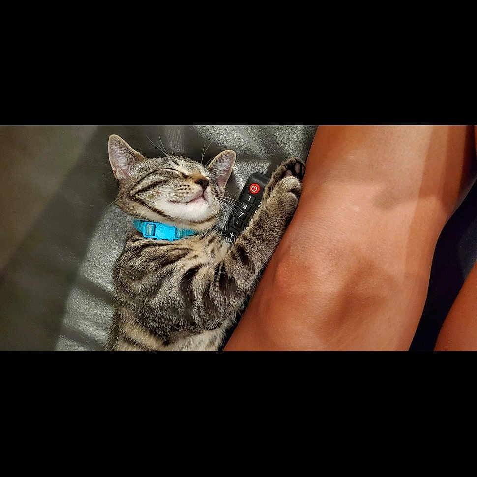 Cosmo is registered to the contest to win money with this photo: body_jewelry, calf, carnivore, cat, denim, elbow, electric_blue, felidae, font, foot, human_leg, jewellery, knee, pattern, sleeve, small_to_medium_sized_cats, street_fashion, thigh, whiskers, wrist