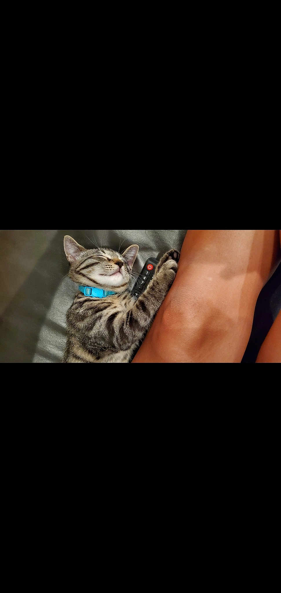 Cosmo is registered to the contest to win money with this photo: body_jewelry, calf, carnivore, cat, denim, elbow, electric_blue, felidae, font, foot, human_leg, jewellery, knee, pattern, sleeve, small_to_medium_sized_cats, street_fashion, thigh, whiskers, wrist