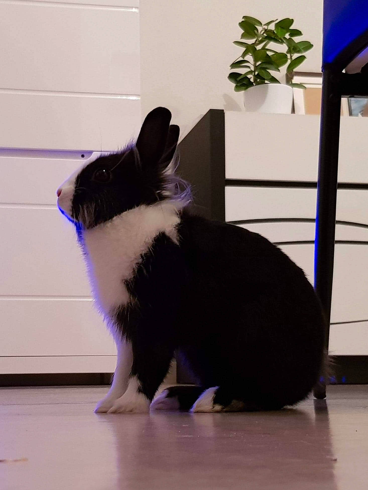 Pinou a rejoint le concours — aidez-le/la à gagner de superbes lots ! canidae, carnivore, cat, felidae, rabbit, tail, whiskers