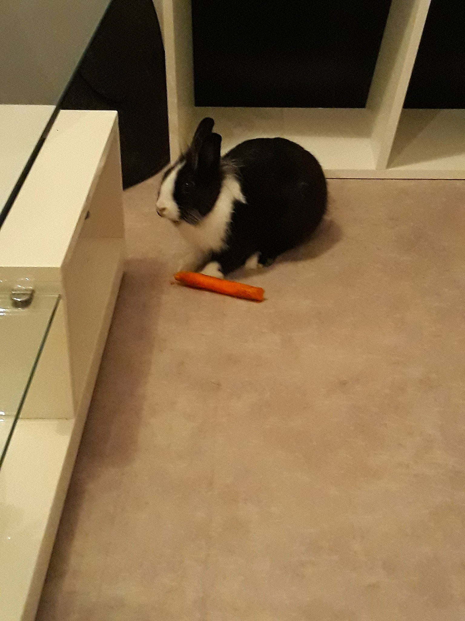 Pinou participe au concours pour gagner de l'argent avec cette photo : floor, flooring, hardwood, laminate_flooring, rabbit, tail, tile, wood