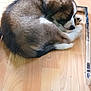 puppy, sleeping, dog, fur, curled_up, wooden_floor, indoor, pet, cute, resting, canine, brown, white, black, chair_leg, flooring, peaceful, young, animal, domestic