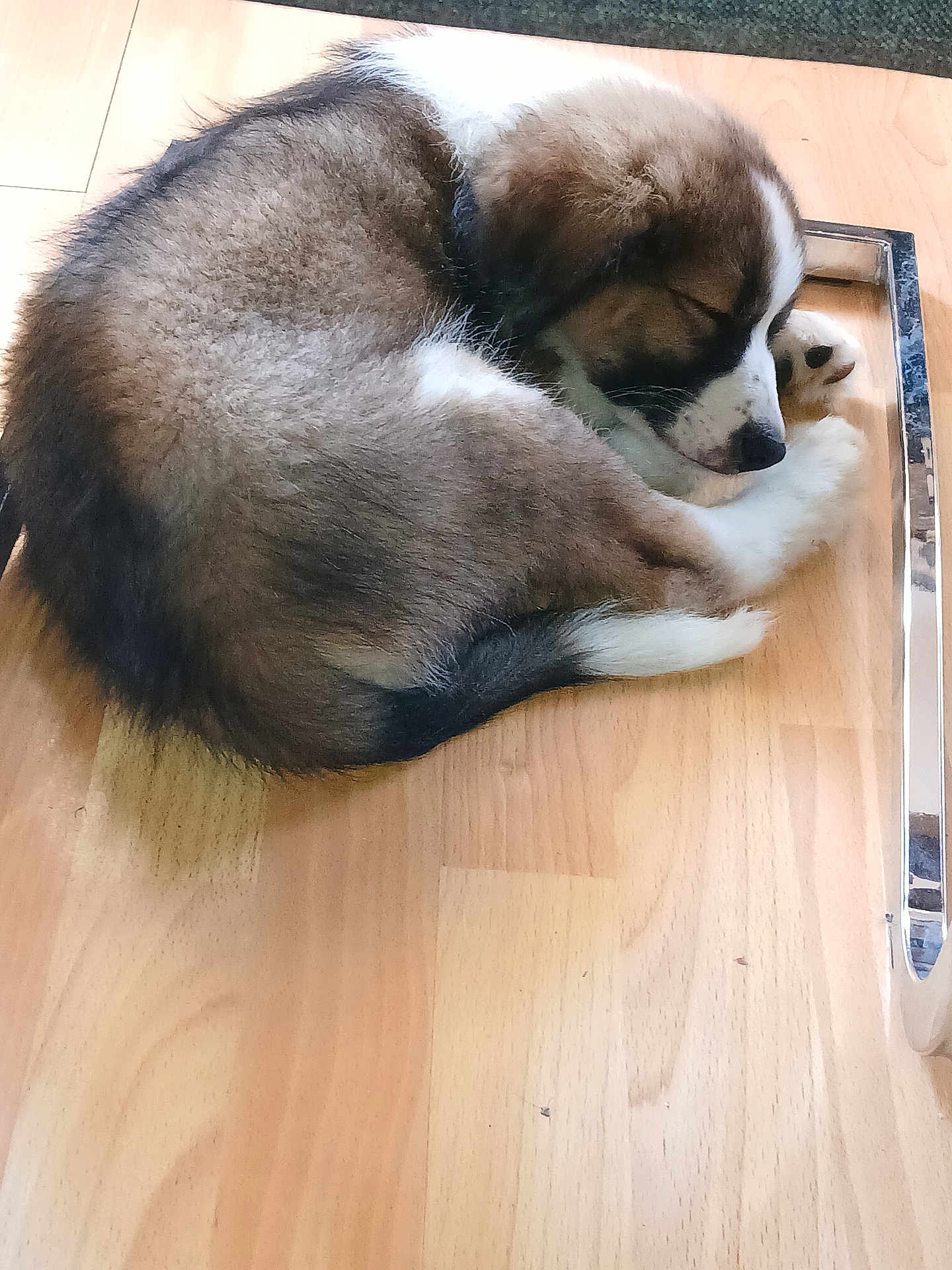 Aiko participe au concours pour gagner de l'argent avec cette photo : puppy, sleeping, dog, fur, curled_up, wooden_floor, indoor, pet, cute, resting, canine, brown, white, black, chair_leg, flooring, peaceful, young, animal, domestic