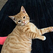 Strawberry joined the competition — help win amazing prizes! cat, orange_tabby, kitten, feline, pet, animal, fur, striped, whiskers, ears, eyes, nose, paws, stretched, lying_down, relaxed, portrait, indoor, blanket, closeup