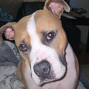 Demi is registered to the contest to win money with this photo: dog, pet, brown_and_white, curious, indoor, blanket, face, ears, eyes, snout, fur, canine, domestic_animal, portrait, close_up, living_room, lamp, couch, window, curtains