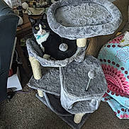 Rascal joined the competition — help win amazing prizes! animal, black_and_white, carpet, cat, cat_tree, collar, cozy, curious, decor, furniture, household, indoor, lamp, living_room, pet, quilt, relaxed, scratching_post, table, toy