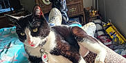 Rascal is registered to the contest to win money with this photo: black_dog, blanket, cabinet, cat, dog, floor_lamp, furniture, home, indoor, legs, living_room, medal_tag, person, pet, relaxed, sneakers, speakers, sunlight, television, tuxedo_cat