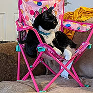 Rascal joined the competition — help win amazing prizes! cat, black_and_white, chair, folding_chair, indoor, polka_dots, pink, collar, pet, relaxed, furniture, couch, blanket, domestic_animal, side_view, resting, home, animal, cute, cozy