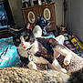 Rascal is registered to the contest to win money with this photo: animal, black_and_white_cat, black_dog, blanket, cabinet, cat, collar, cozy, dog, domestic, footwear, furniture, indoor, lap, person, pet, relaxing, room, sunlight, tag