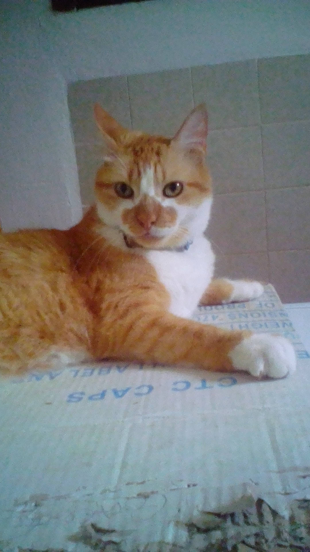 Pikatchou participe au concours pour gagner de l'argent avec cette photo : aegean_cat, arabian_mau, carnivore, cat, domestic_short_haired_cat, european_shorthair, fawn, felidae, german_rex, kitten, mammal, ojos_azules, polydactyl_cat, small_to_medium_sized_cats, tabby_cat, tail, whiskers