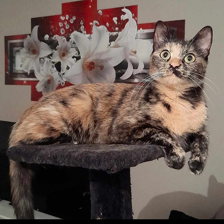 Chipie participe au concours pour gagner de l'argent avec cette photo : animal, brasssection, cat, face, flower, flowerarrangement, furniture, head, horn, indoors, interiordesign, kitten, manx, musicalinstrument, person, pet, photography, plant, portrait, pottedplant