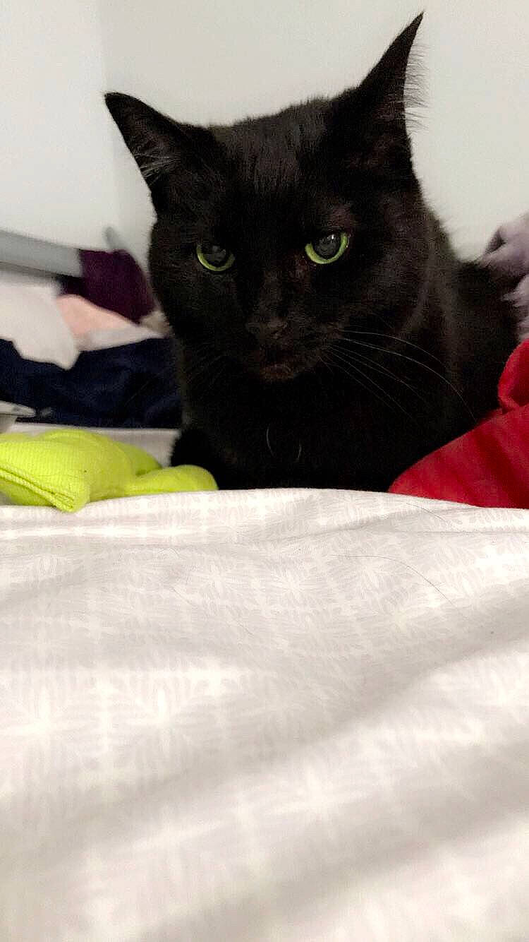 Kita joined the competition — help win amazing prizes! asian, bed, black, black_cat, bombay, burmese, carnivore, cat, domestic_short_haired_cat, eye, felidae, fur, kitten, korat, leg, mammal, polydactyl_cat, small_to_medium_sized_cats, textile, whiskers