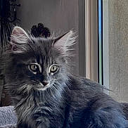 Merlin a rejoint le concours — aidez-le/la à gagner de superbes lots ! kitten, gray_cat, furry, indoor, soft_surface, lightbulb_planter, decor, window, pet, animal, cute, young_cat, fluffy, relaxed, feline, domestic_cat, side_view, calm, cozy, home